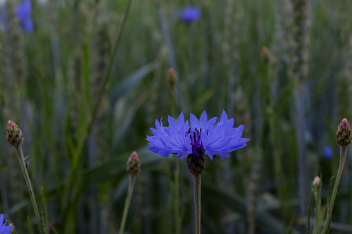 cornflower flower on a dark background in summer in Ukraine