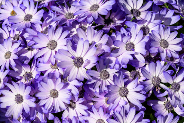 istock Vivid blue and white flowers of Dimorphotheca ecklonis or Osteospermum, commonly known as Cape marguerite, Sundays river daisy bush or star of the veldt, in a garden in a sunny summer day 1259038534