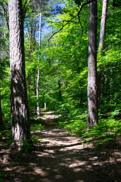 istock Fontainebleau Forest Australia 1259041765