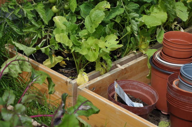 istock Improvised vegetable garden during coronavirus lockdown using an old chest of draws as raised growing beds 1259041767