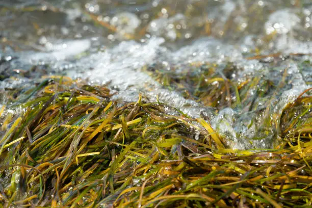 Seawater flowing over green fresh seaweed at the beach on Poel island