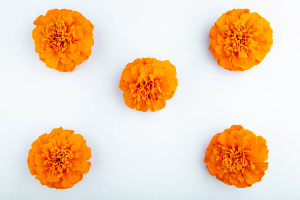 istock image of flower white background 1259041967