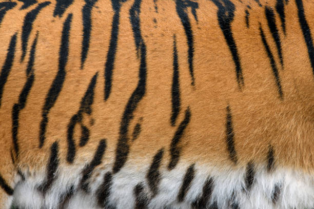 istock Closeup real tiger skin texture. Tiger fur background image background 1259043174