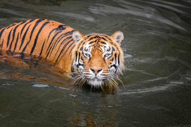 istock Close Tiger swimming in water pond 1259043181