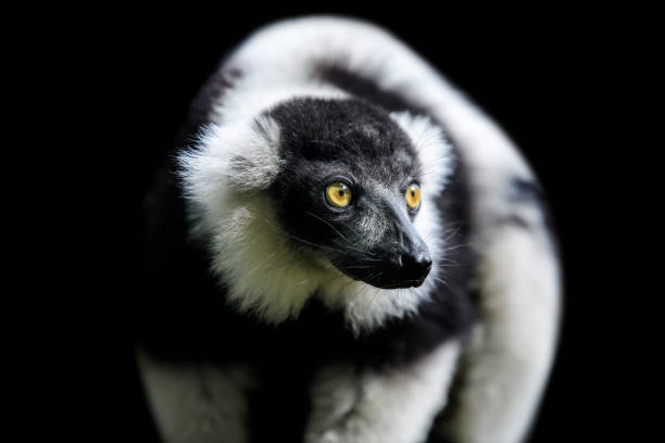 Black-and-white ruffed lemur on black background