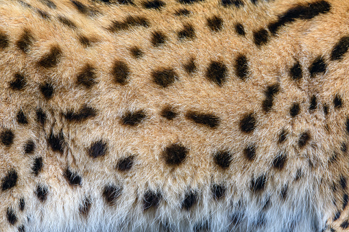 Real serval skin fur texture for background