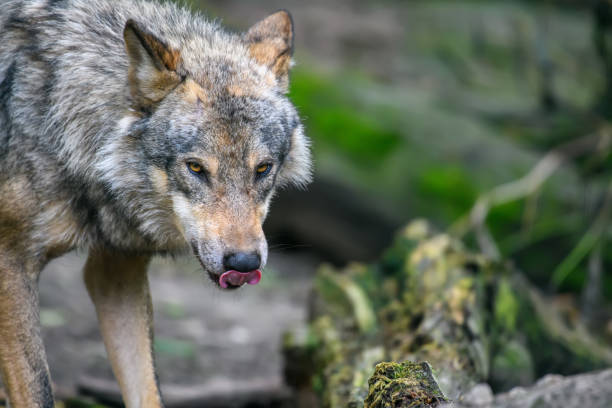 istock Gray wolf, Canis lupus, in the summer light, in the forest 1259044267