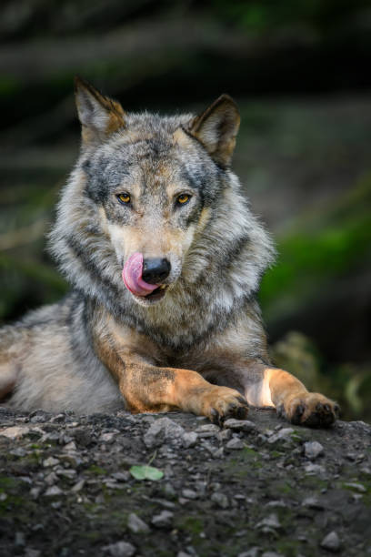 istock Gray wolf, Canis lupus, in the summer light, in the forest 1259044287