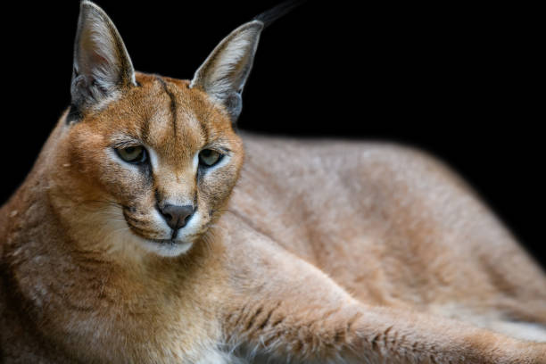 istock Caracal lynx over black background 1259044291