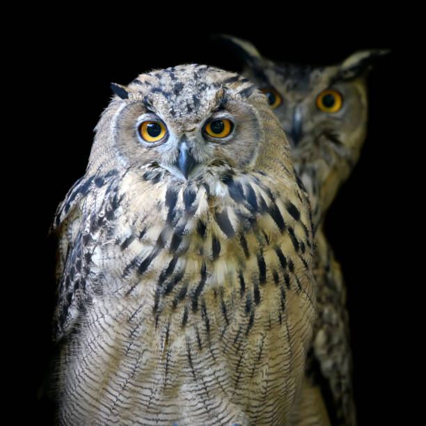 istock Close up owl portrait on dark background 1259044295