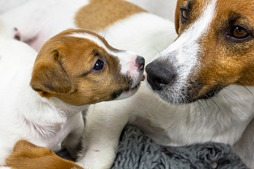 cute jack russell terrier puppy licking his mom, home comfort