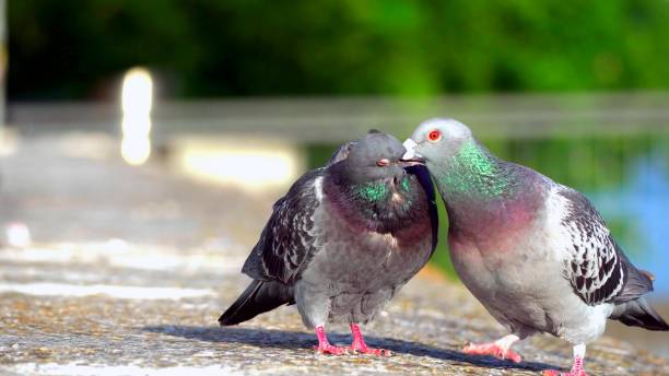 istock two beautiful pigeons with red eyes on the ground 1259059334