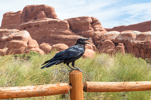 This photo shows a raven perched on a wooden fence in front of the rock spires and other formations that are part of the Fiery Furnace area of Arches National Park, Utah, USA.  This area requires a ranger guided tour or a tour permit because of the possibility of getting lost in the dizzying maze of spires and columns.  Ravens are prominent in the park, especially around trailheads and garbage bins.