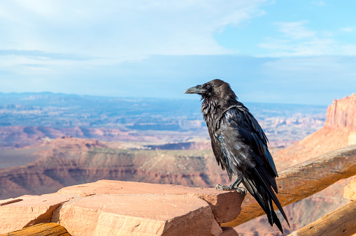 This photo shows a raven perched on a wooden fence.  This was found at a trailhead in Canyonlands National Park, Utah, USA.  Behind the raven are the canyons and rock formations of the park.