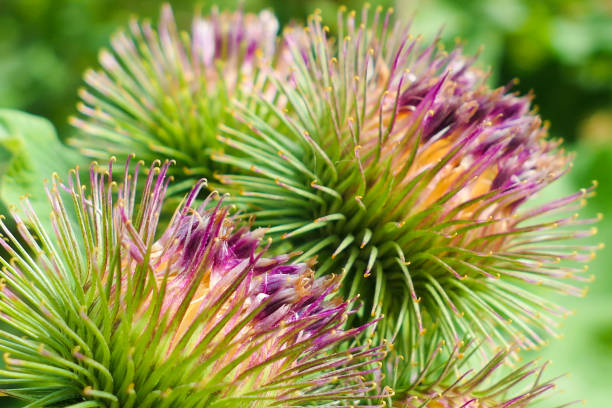 istock Close-up on a purple thistle flower. 1259063194