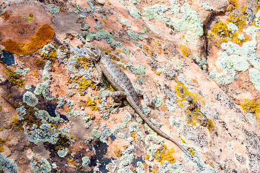This lizard is sunning itself on a lichen covered rock in Canyonlands National Park, Utah, USA.