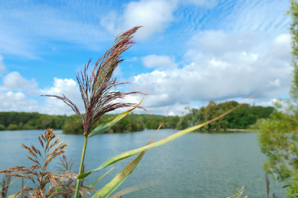 istock Close-up on a pampa grass. 1259063212