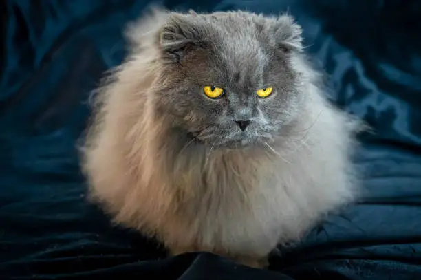 This is a Highland Fold cat (British Longhair Fold). Yellow eyes, gray fur.