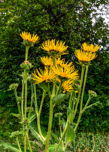 Yellow flowerheads of medicinal plant Inula helenium or elecampane Yellow flowerheads of medicinal plant Inula helenium or elecampane in summer meadow. Also known as  Horse-Heal, Elfdock or Helenium.
Blossoming wild flowers with green leaves and buds close up inula stock pictures, royalty-free photos & images