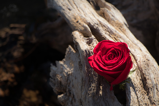 A single red American Beauty rose in focus on a dead tree branch