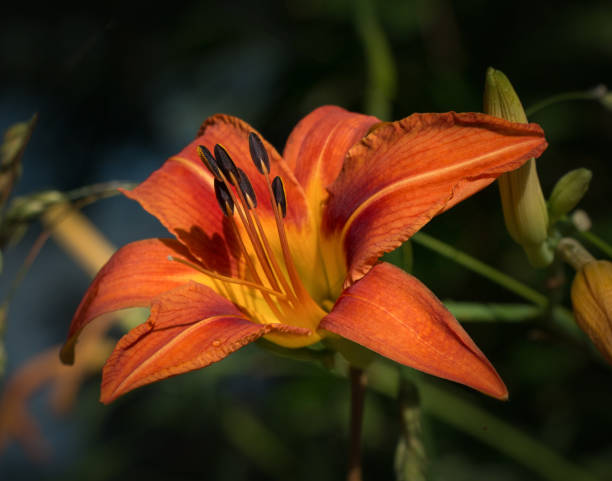 istock An orange daylily opens up in front of a blurred natural background 1259072528