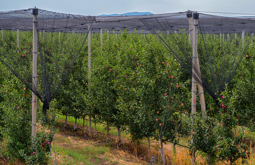 Anti hail systems with concrete poles Apple plantation.