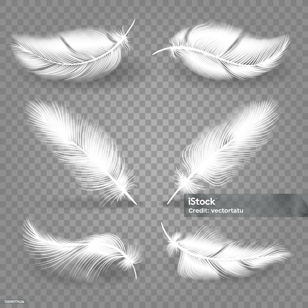 사실적인 흰색 깃털 가벼운에 대한 스톡 벡터 아트 및 기타 이미지 - 가벼운, 깃털, 날기 - iStock