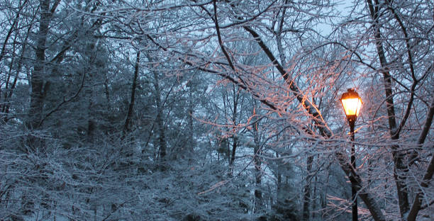 ламппост в заснеженных деревьях - landscaped landscape winter usa стоковые фото и изображения