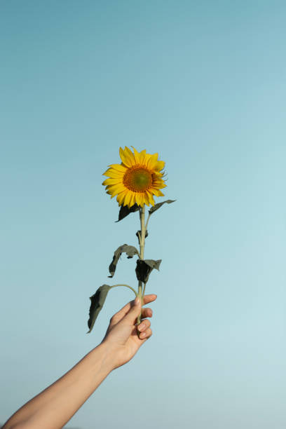 istock A woman's hand holding a sunflower. 1259092380