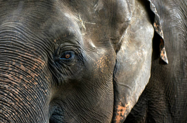 istock Wild elephant grazing in a paddy field. 1259094571