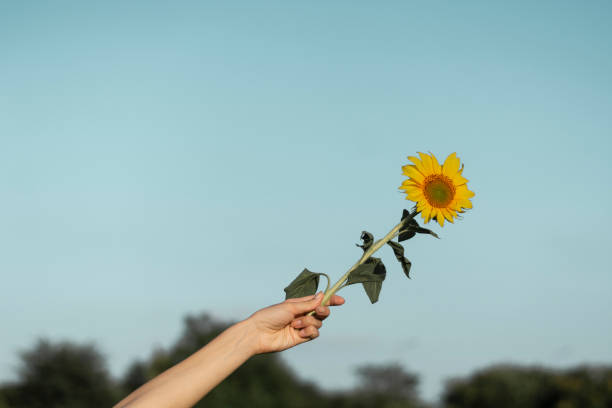 istock A woman's hand holding a sunflower. 1259094661