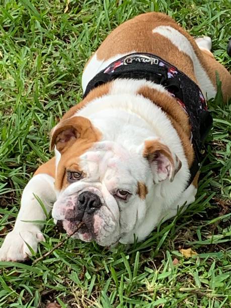 istock Time for bulldog to play 1259102291