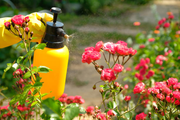 istock Gardener with protective gloves spraying a blooming flowers. Using garden spray bottle with pesticides to control insects and plant diseases. 1259102498
