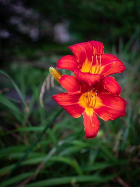 istock Two red lily flowers in full bloom on green leaf backgrounds 1259104868