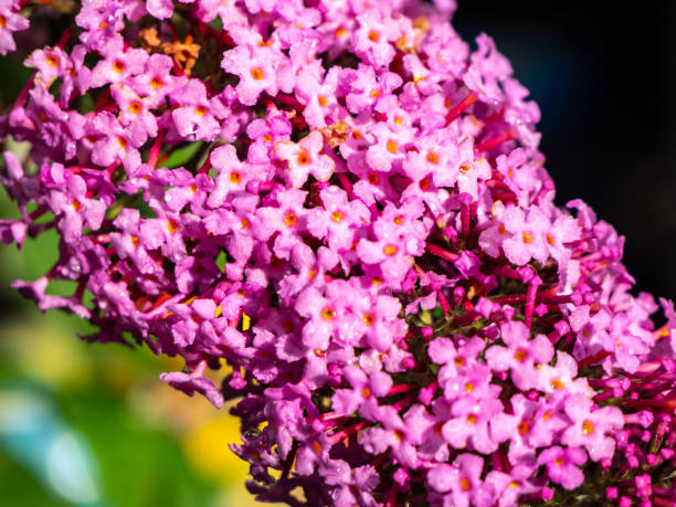 istock colorful summer lilac flowers of a tree 1259107775