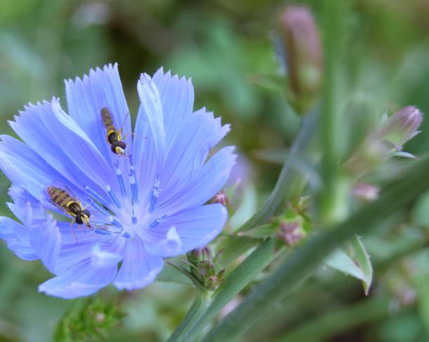 istock one blue chicory flower and two small bees.selective focus on the background. 1259107827