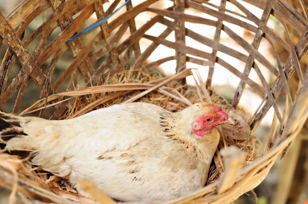 istock Hen incubate the nest 1259110163