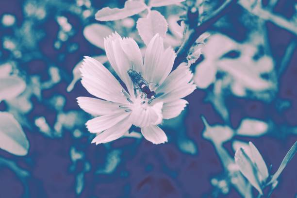 istock One blue chicory flower and one small bee selective focus on the background. The picture was taken in a vintage style for a screensaver or banner 1259110181