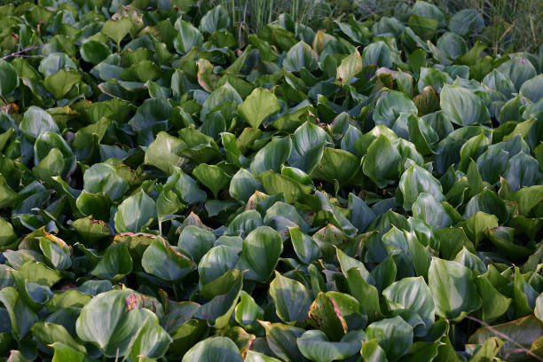 istock summer green vegetation in a swampy forest area 1259112873