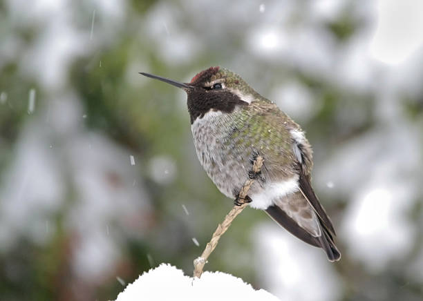 istock Anna's Hummingbird in the SNOW ! ! 125911850
