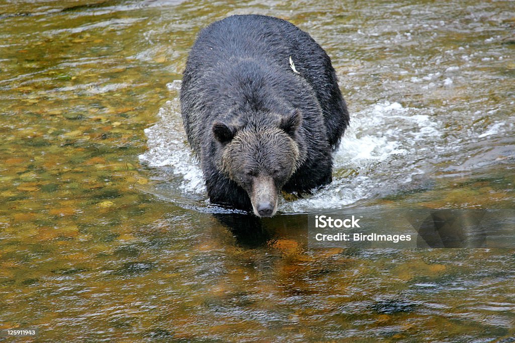 Orso Grizzly che a monte - Foto stock royalty-free di Ambientazione esterna