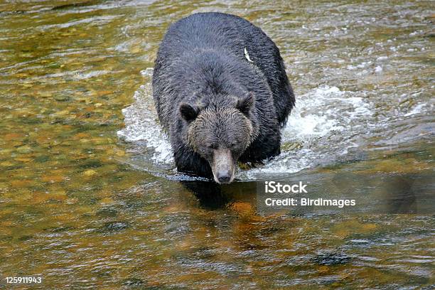 Orso Grizzly Che A Monte - Fotografie stock e altre immagini di Ambientazione esterna - Ambientazione esterna, Animale selvatico, Columbia Britannica