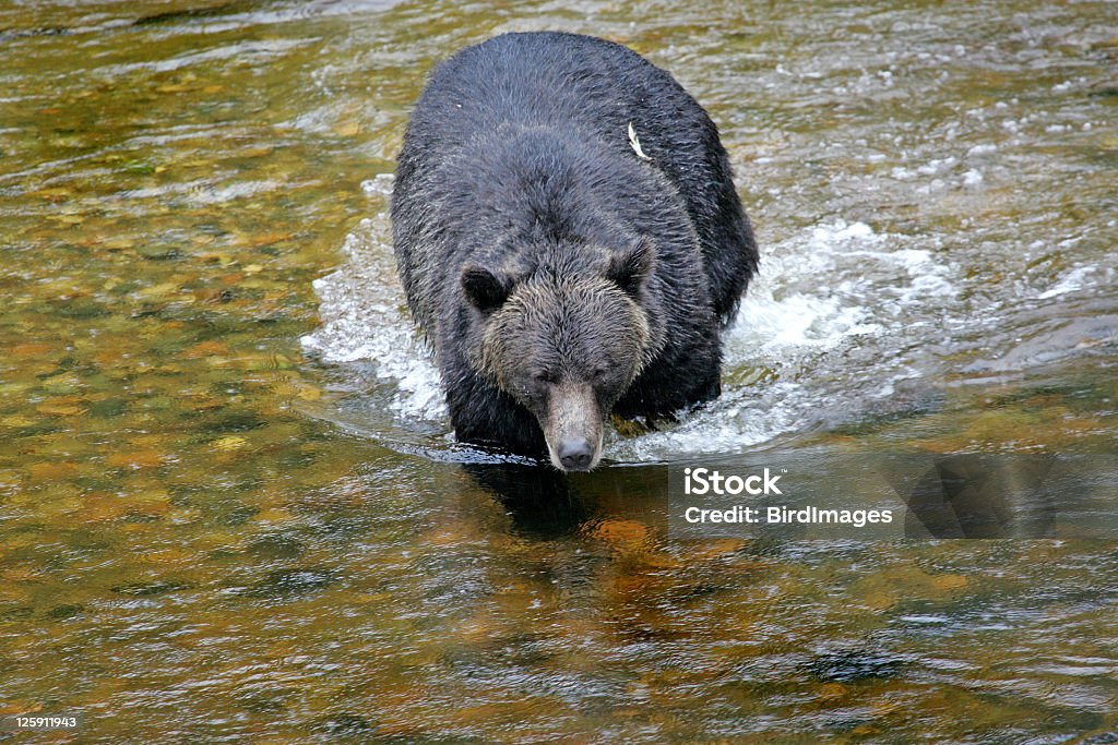 Grizzly Bear już Upstream - Zbiór zdjęć royalty-free (Bez ludzi)