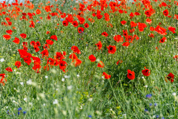 istock Red poppy flowers on a green meadow 1259125607