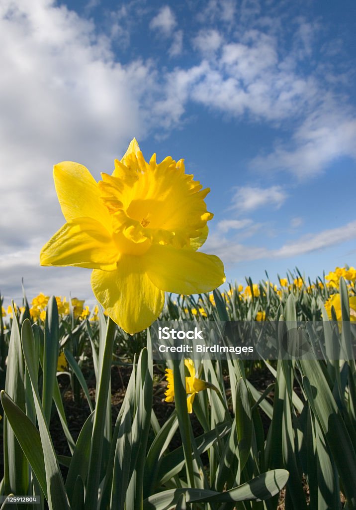 Daffodils in un meraviglioso cielo blu, Victoria, B.C. - Foto stock royalty-free di Agricoltura