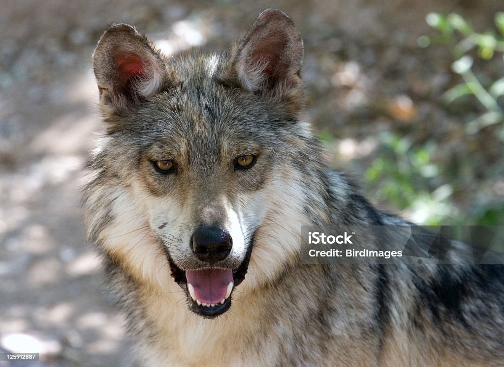 Loup gris visage - Photo de Loup libre de droits