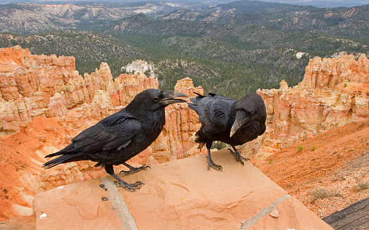 Ravens with Bryce Canyon background