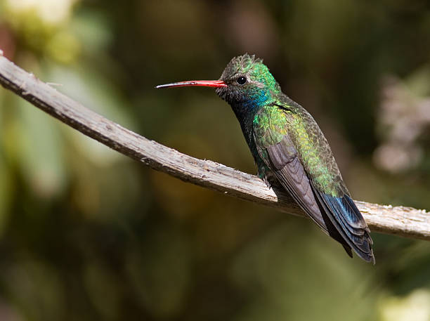 istock Broad-billed Hummingbird - Male 125912987