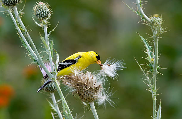 istock American Goldfinch on Thistle Flower 125913051