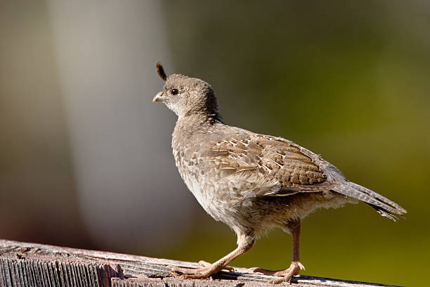 A young California quail 